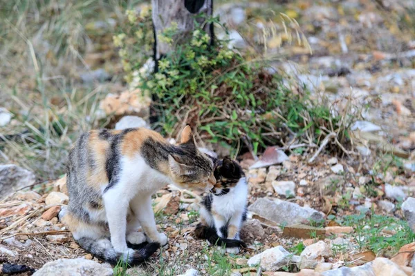 Um gato manchado lava um gatinho na rua — Fotografia de Stock