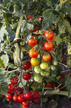 Organik domates büyüyen