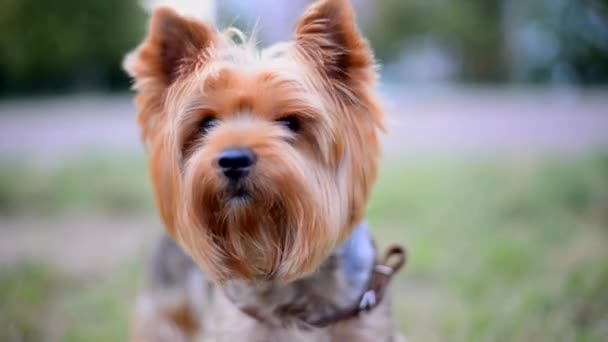 Yorkshire terrier — Vídeos de Stock