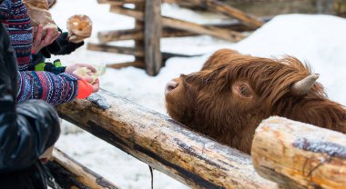 İskoçya, bir İskoç kırsal sığır cinsi. Kış zamanı