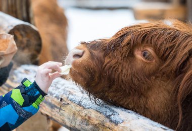 İskoçya, bir İskoç kırsal sığır cinsi. Kış zamanı