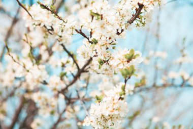 Çiçeği ağaç doğa arka plan üzerinde. Bahar çiçekleri. Bahar geri