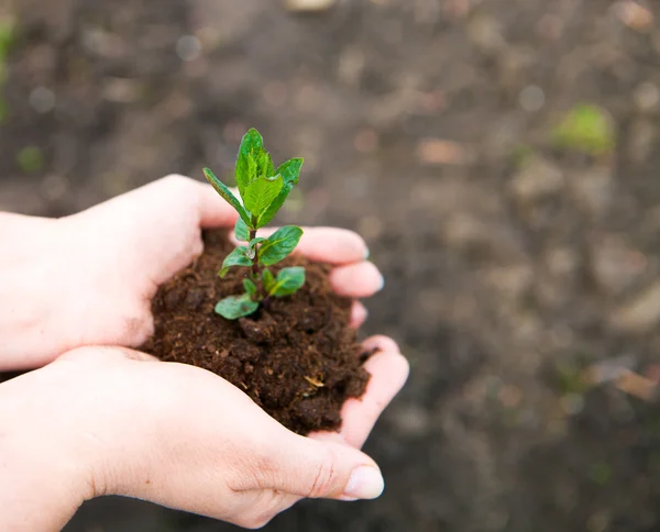 Les mains féminines gardent les jeunes plantes contre le sol. Conce écologie — Photo