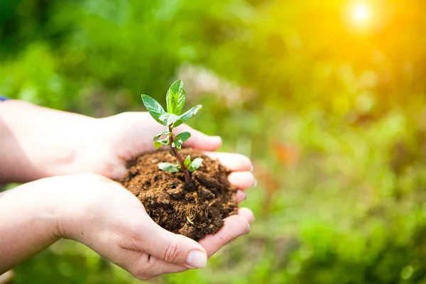 Mains femelles tenant la jeune plante dans les mains contre le vert printemps b — Photo