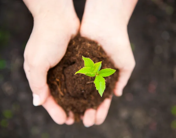 Mãos femininas mantendo a planta jovem contra o solo. Concha ecológica — Fotografia de Stock