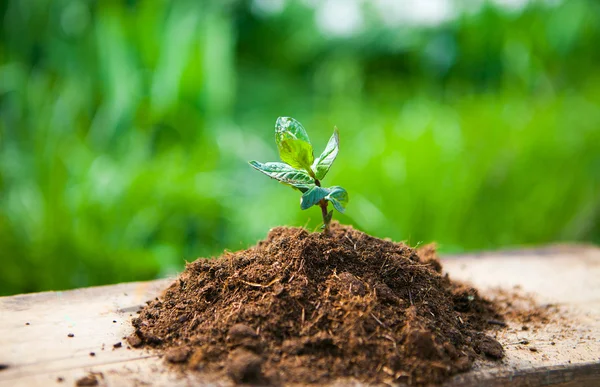 Jeune plante sur vieux bois sur fond naturel printanier. Sprin — Photo