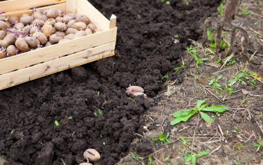  Patates sebze gard alanında dikim bitmiş işlemi