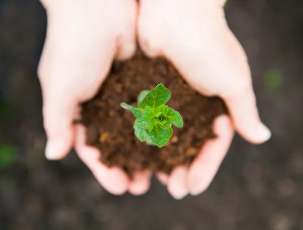 Mãos femininas mantendo a planta jovem contra o solo. Concha ecológica — Fotografia de Stock