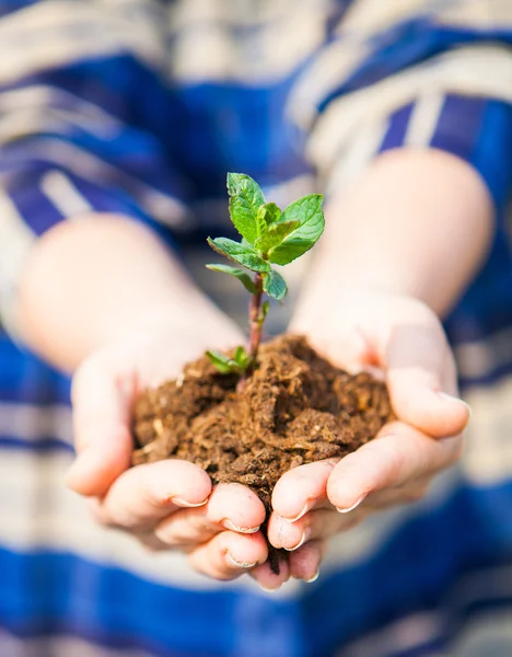 One plant in female hands. Ecology concept — Stock Photo, Image