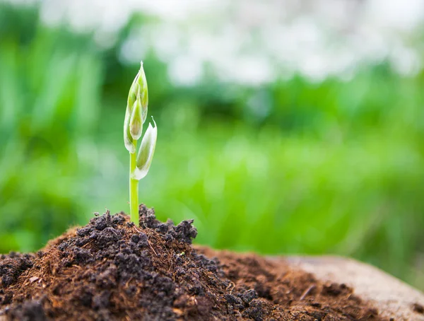 Jeune plante sur vieux bois sur fond naturel printanier. Sprin — Photo