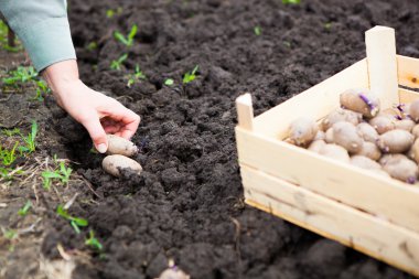 Patates yumrular toprağa dikim el