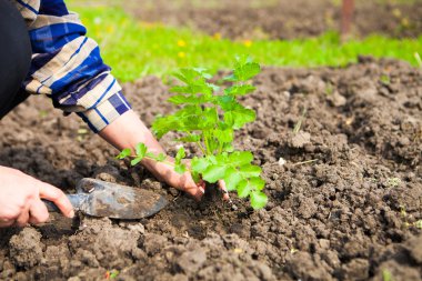 Genç bitki toprağa dikim kadın. Bahar ve ekoloji con