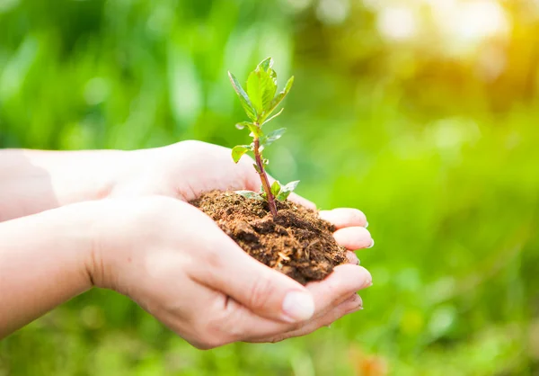 Female hands holding young plant in hands against spring green b — Stock Photo, Image