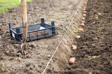  Patates sebze gard alanında dikim bitmiş işlemi