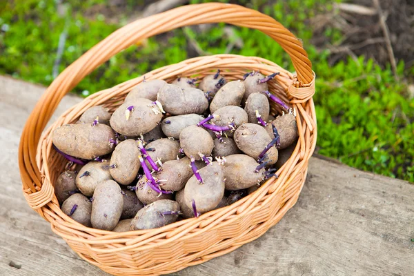 Batatas germinativas preparadas antes do plantio em cesto — Fotografia de Stock