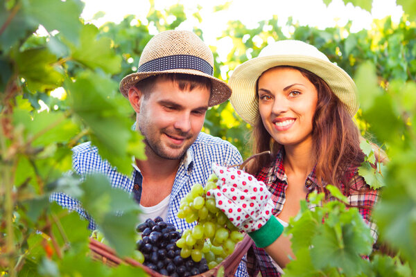 Young beautiful couple reaps a grapes crop