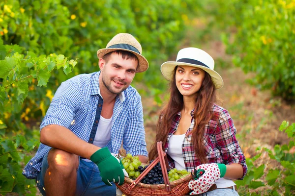 Jovem casal bonito colhe uma colheita de uvas — Fotografia de Stock