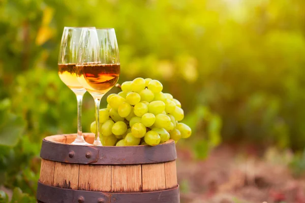 Verre à vin blanc, jeune vigne et grappe de raisins contre la vigne — Photo