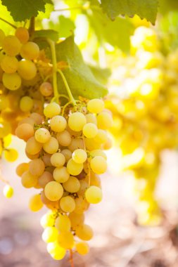 Beyaz Şaraplık üzüm güneşli bir günde