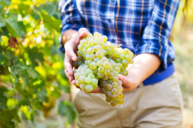 Bölgedeki: Kakheti, Georgia bir bağ içinde üzüm hasat. Kadın