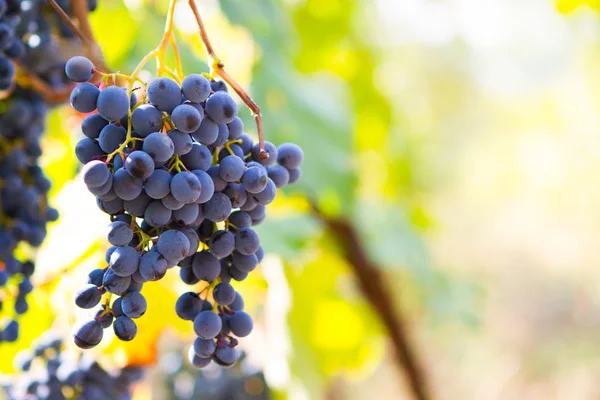 De grandes grappes de raisins de vin rouge pendent d'une vieille vigne dans un chaud — Photo