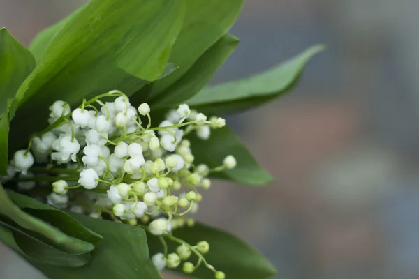 Natural background with blooming lilies of the valley — Stockfoto