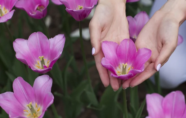 Fresh tulip with female hands around — Stock Photo, Image