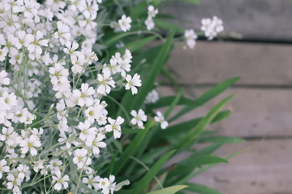 Witte bloemen op houten ondergrond — Stockfoto