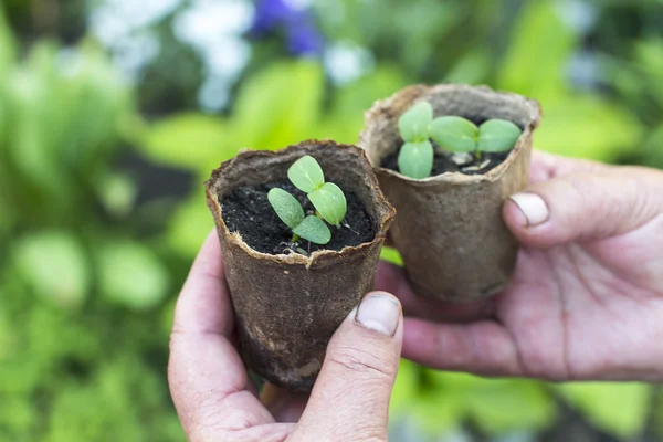 Potted seedlings growing in biodegradable peat moss pots on natu — Zdjęcie stockowe