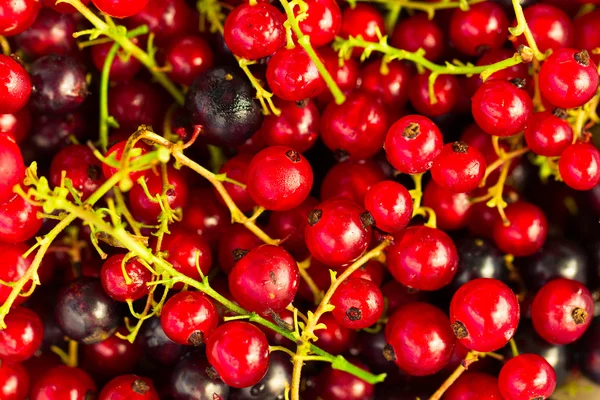 Fresh ripe currant berries bowl on wooden table background — Stock Photo, Image