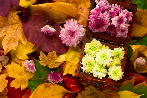 Fundo abstrato de folhas de outono. Fundo de outono. — Fotografia de Stock