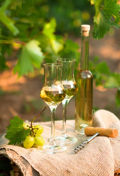 Garrafa de vinho branco, vidro, videira jovem e um monte de uvas contra — Fotografia de Stock