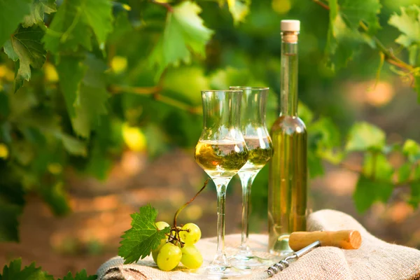 Witte wijn fles, glas, jonge wijnstokken en tros druiven tegen — Stockfoto