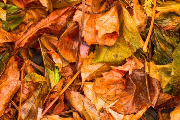Fundo colorido feito de folhas de outono caídas — Fotografia de Stock