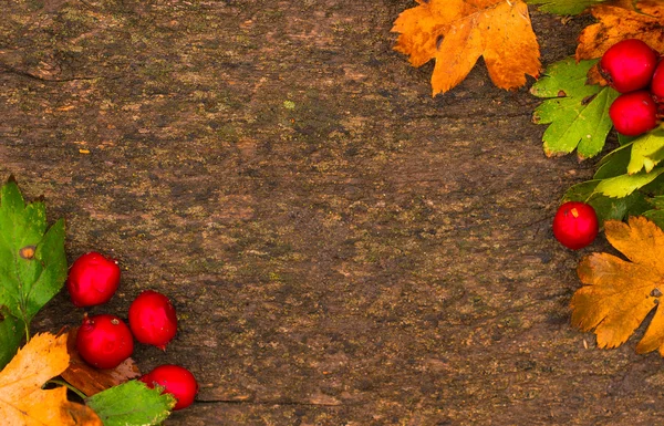 Fundo de outono. Folhas de outono e baga sobre backgroun de madeira — Fotografia de Stock