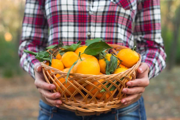 Cesta de mandarinas nas mãos de uma mulher — Fotografia de Stock