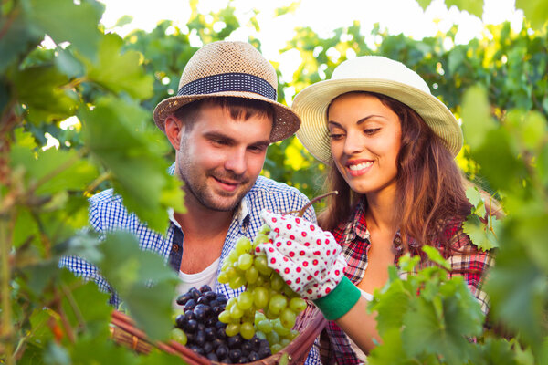 Portrait young couple in vineyard during harvest season
