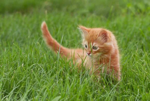 Cat in the Green Grass in Summer. Beautiful Red Kitty with Green