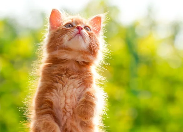 Yaz yeşil çim kedi. Yeşil güzel kırmızı Kitty