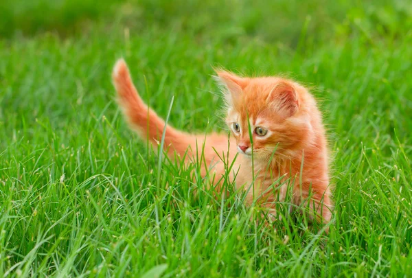 Cat in the Green Grass in Summer. Beautiful Red Kitty with Green