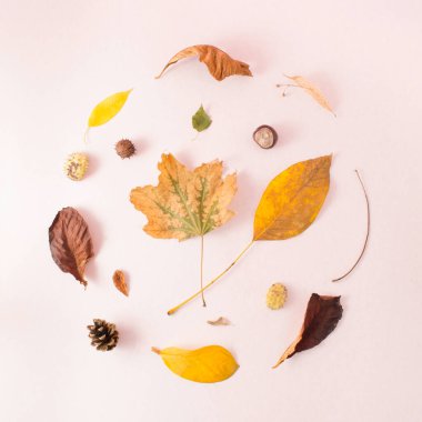 Sarı, yeşil ve kahverengi sonbahar yaprakları, koni ve kestane rengi pembe arka planda. Düz konum.