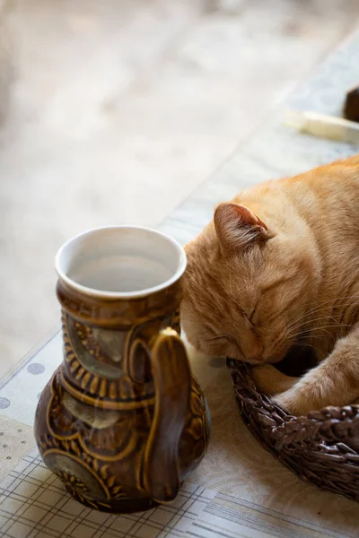 O gato dorme na mesa perto do jarro — Fotografia de Stock