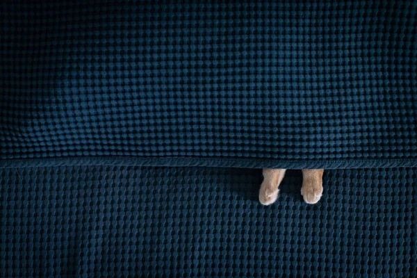 Pfoten einer roten Katze auf blauem Hintergrund einer Decke — Stockfoto