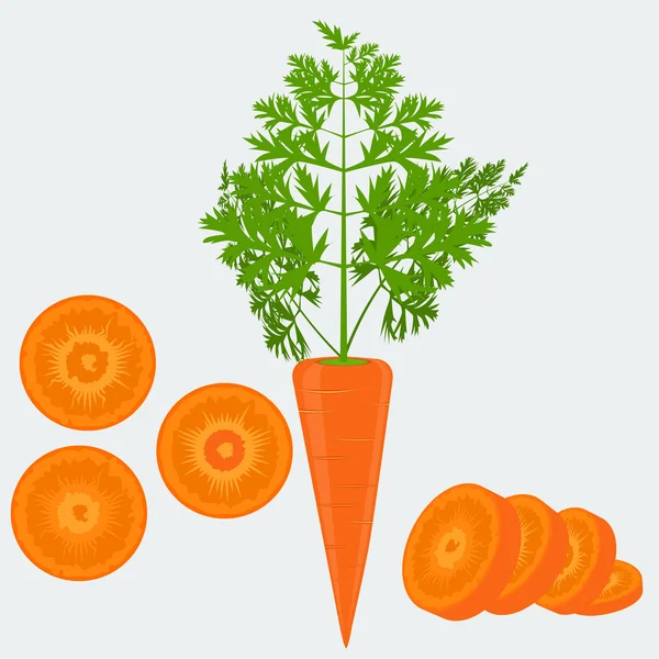 Plantaardig biologisch eten platte kleur ontwerp verse wortel en gesneden — Stockvector