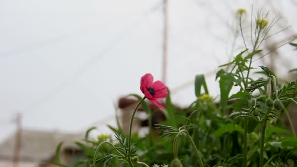 Röd vallmo blomma bland gräs. En liten blåser närbild. — Stockvideo