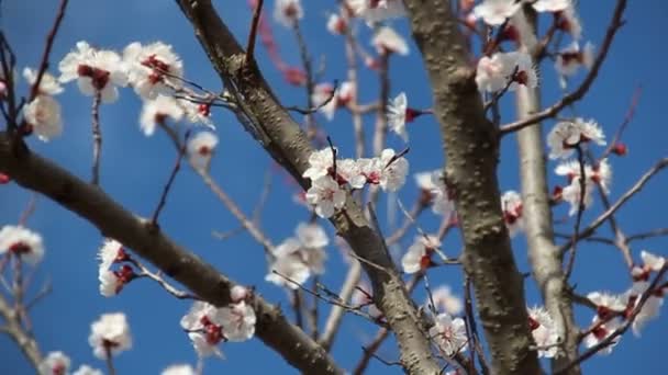 Flor de albaricoque. Flores blancas floreciendo en primavera — Vídeos de Stock