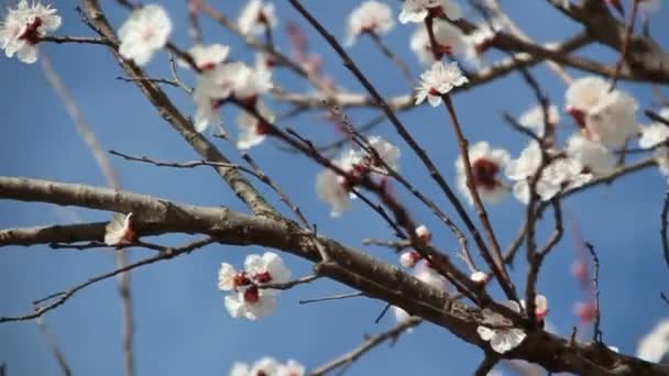 Flor de albaricoque. Flores blancas floreciendo en primavera — Vídeo de stock