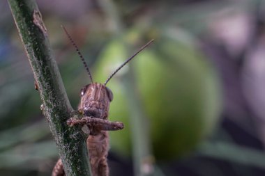 Meadow Grasshopper veya Chorthippus paraleli.