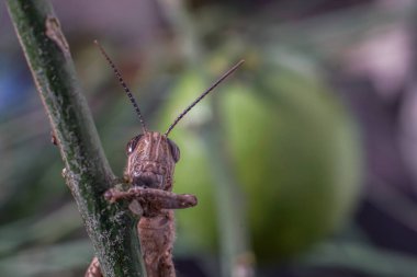 Meadow Grasshopper veya Chorthippus paraleli.