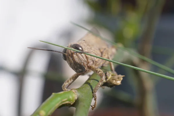 Meadow Grasshopper o Chorthippus paralelus con vista frontal. — Foto de Stock